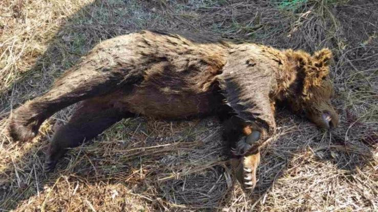 Kτηνωδία! Δηλητηρίασαν αρκούδα στη Φλώρινα